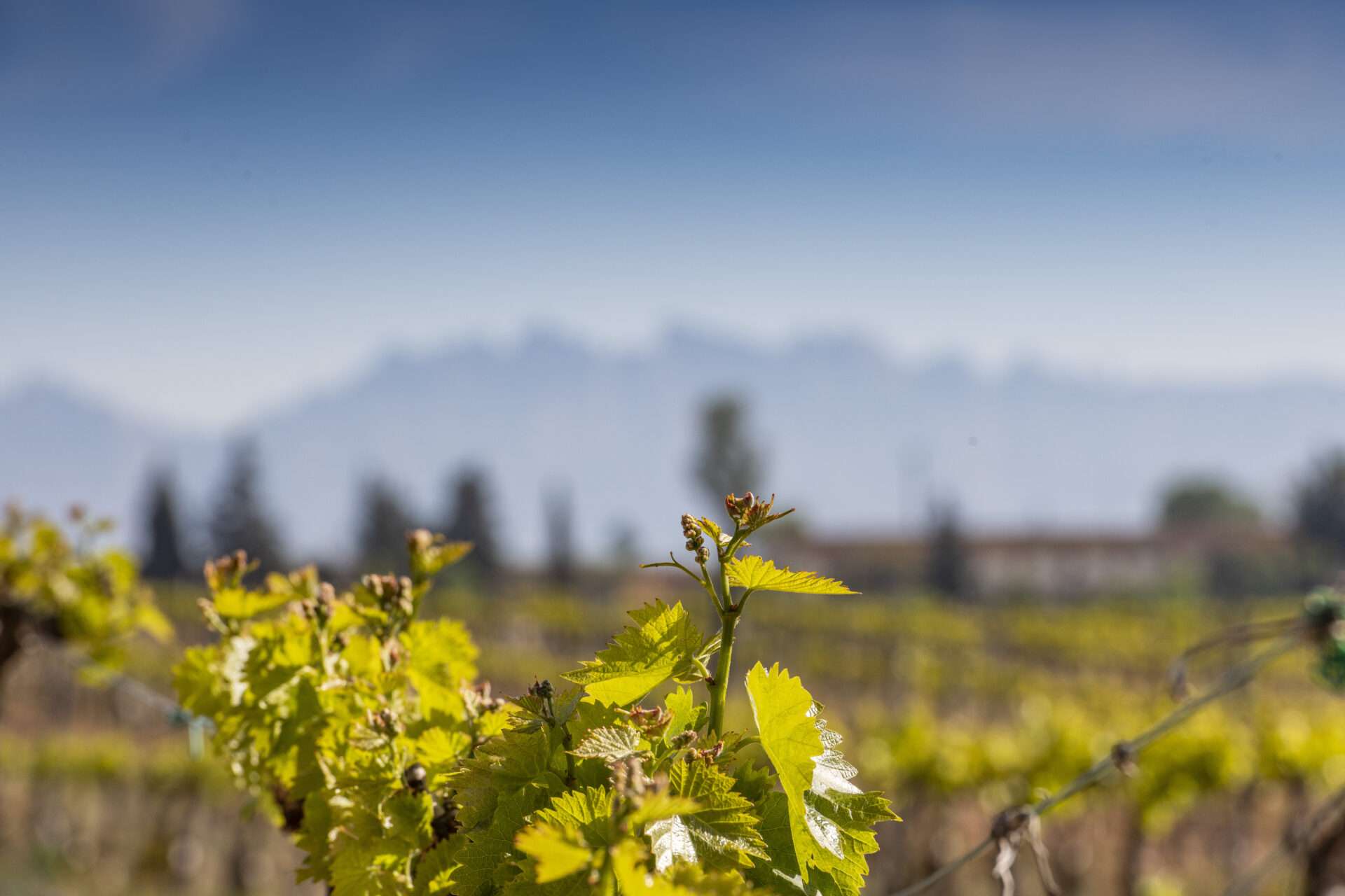Can Sala - Ferrer Wines